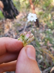Xanthosia atkinsoniana