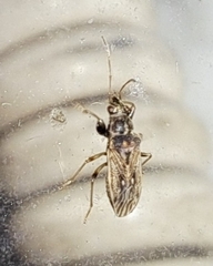 Pseudopachybrachius basalis