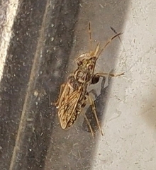 Pseudopachybrachius basalis