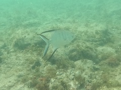 Trachinotus goodei