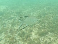 Trachinotus goodei