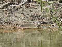 Apalone spinifera emoryi