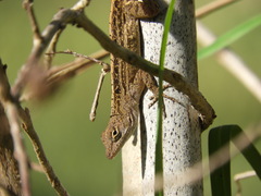 Anolis sagrei