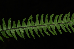 Hymenasplenium cheilosorum