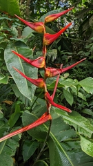 Heliconia