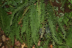 Hymenasplenium cheilosorum
