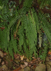 Hymenasplenium cheilosorum
