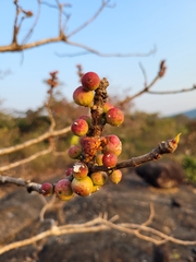 Ficus racemosa