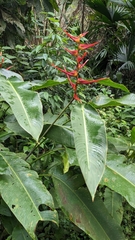 Heliconia