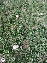 Agaricus