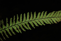 Hymenasplenium cheilosorum