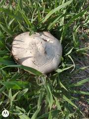 Agaricus