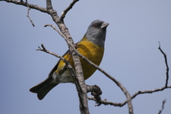 Phrygilus patagonicus