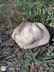 Agaricus
