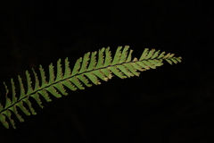 Hymenasplenium cheilosorum