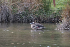 Speculanas specularis