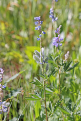 Lupinus argenteus rubricaulis