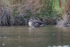 Speculanas specularis