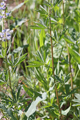 Lupinus argenteus rubricaulis