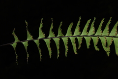 Hymenasplenium cheilosorum