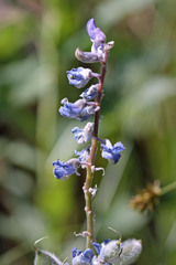 Lupinus argenteus rubricaulis