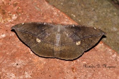 Oxydia mexicata