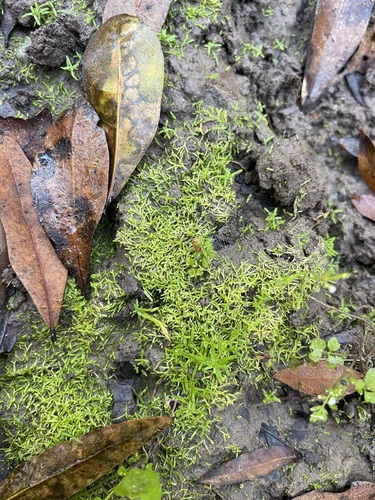 Image of Riccia canaliculata by (c) Brandon Corder, some rights reserved (CC BY)