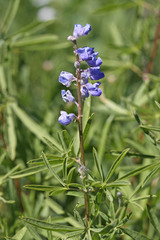 Lupinus argenteus rubricaulis