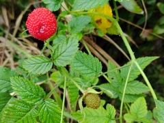 Rubus rosifolius