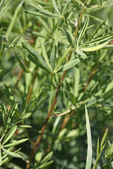 Lupinus argenteus rubricaulis