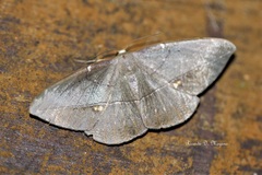 Oxydia mexicata