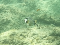 Lactophrys triqueter