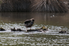 Speculanas specularis