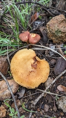 Gymnopilus luteofolius