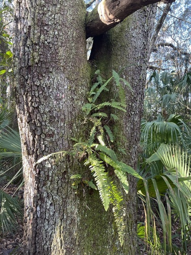 Image of Pecluma plumula by (c) Brandon Corder, some rights reserved (CC BY)