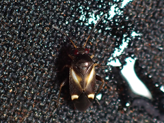 Ausejanus albisignatus