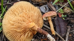 Gymnopilus luteofolius