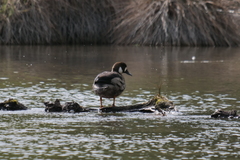 Speculanas specularis