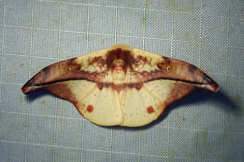 Oreta obtusa