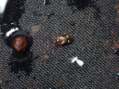 Ausejanus albisignatus