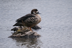 Speculanas specularis