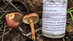 Gymnopilus luteofolius