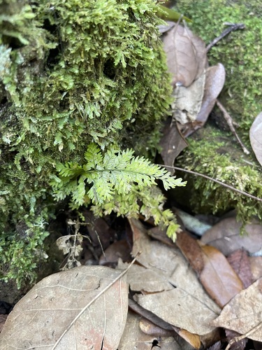Image of Asplenium cristatum by (c) Brandon Corder, some rights reserved (CC BY)