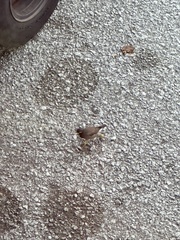 Acridotheres tristis