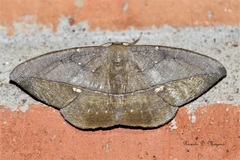 Oxydia mexicata