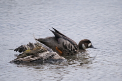 Speculanas specularis