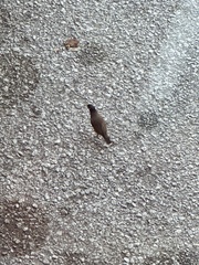 Acridotheres tristis