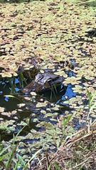 Crocodylia