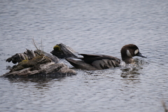 Speculanas specularis