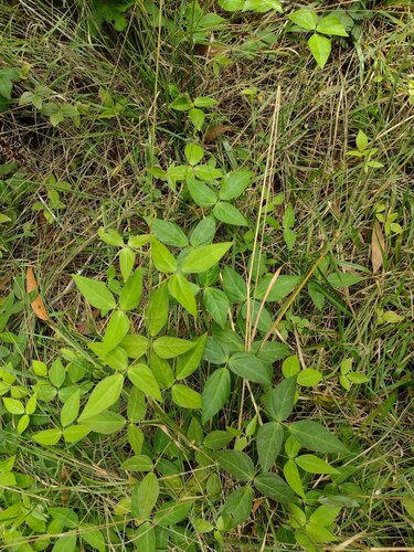 Sarawak bean (Vigna hosei)